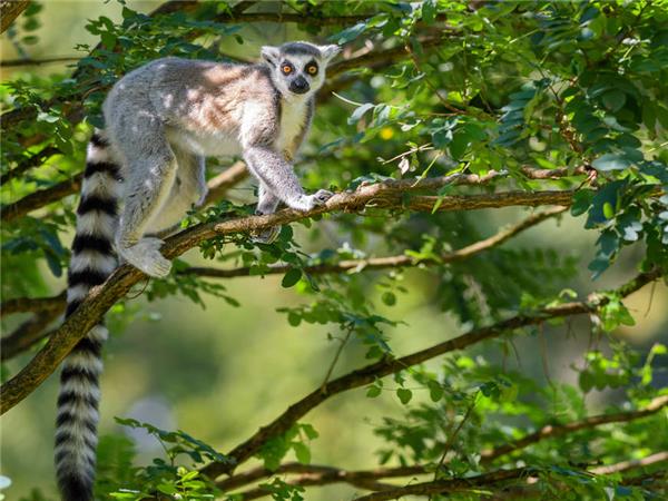 Madagascar holidays, The lost continent