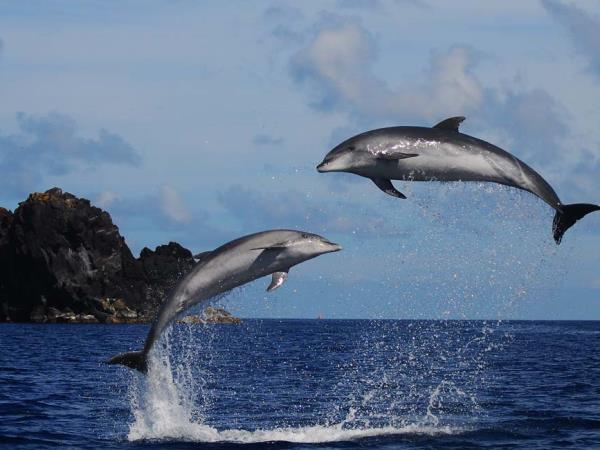 Whale watching in the Azores