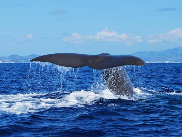 Whale watching in the Azores