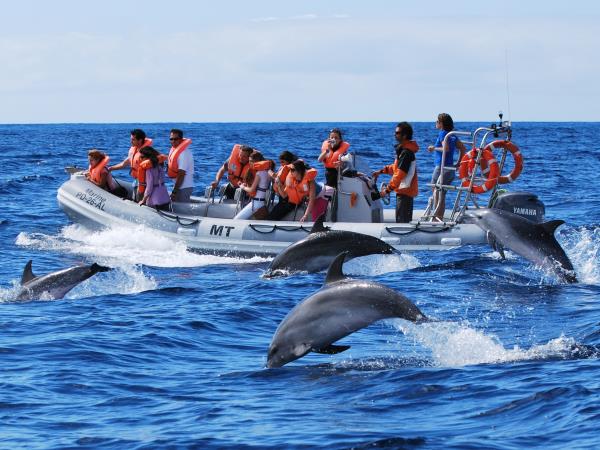 Whale watching in the Azores