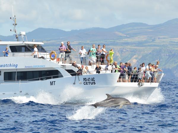 Whale watching in the Azores