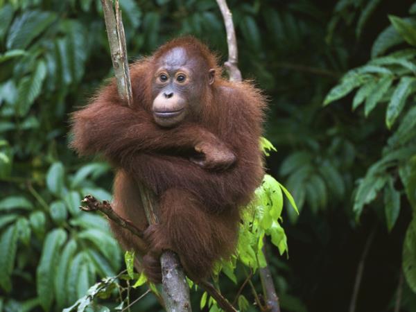 Borneo wildlife holidays