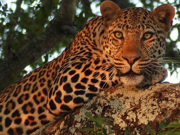 South Africa safari holiday, 14 days