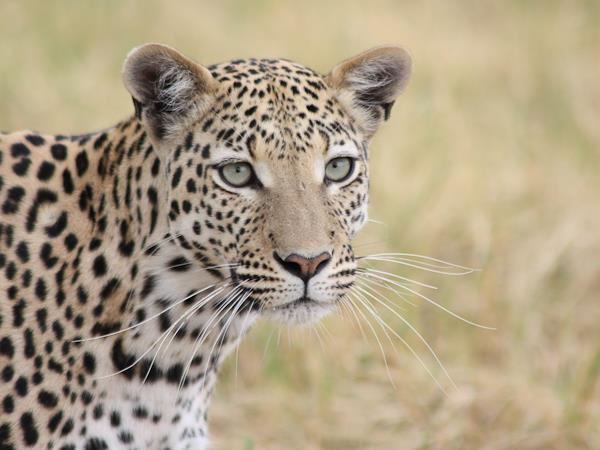 Botswana small group lodge safari