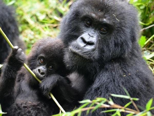 3 day Rwanda gorilla safari