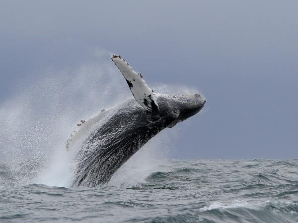 Whale watching in the Azores