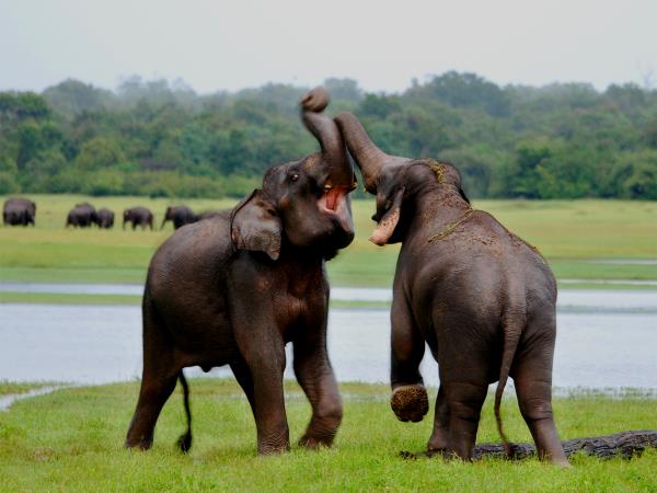 Sri Lanka family adventure holiday