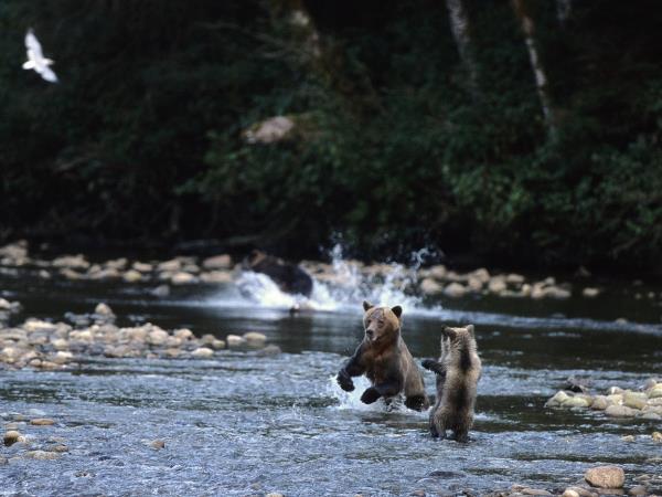 Grizzly bear watching holidays in British Columbia