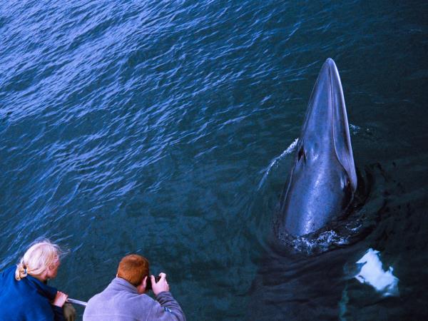 Wildlife holiday in the Isle of Mull, Scotland