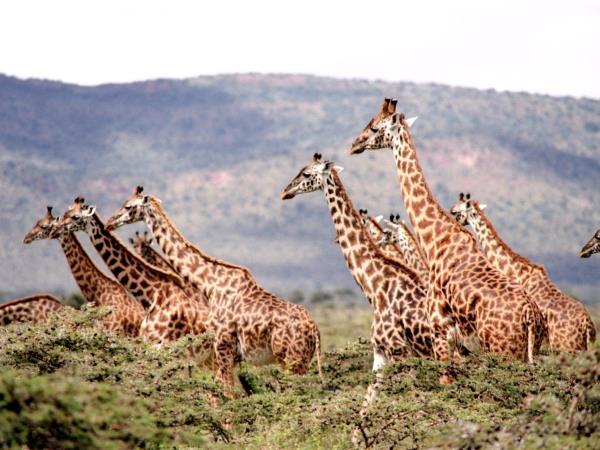 Tanzania safari holiday, tailor made