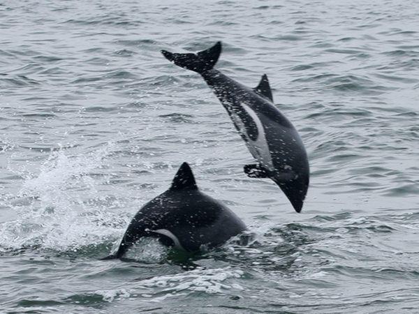 Namibia wildlife tour, desert and marine life