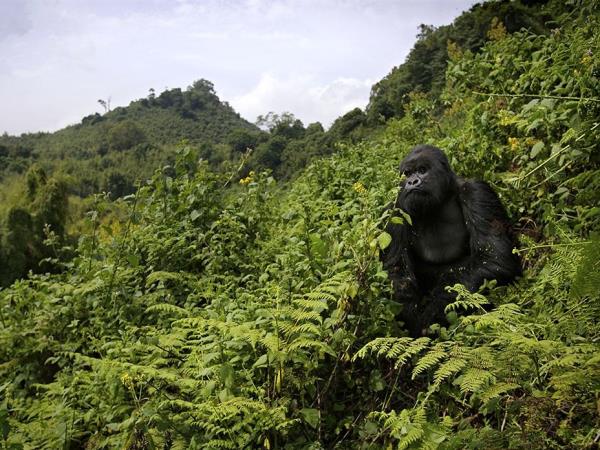 3 Day Gorilla trekking holiday in Rwanda