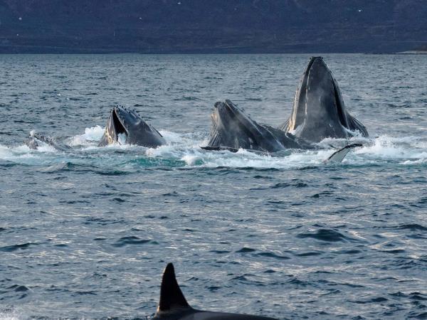 Whale watching and Northern Lights sailing cruise in Norway