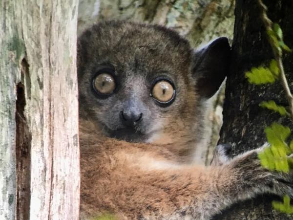 Madagascar tailor made wildlife holiday