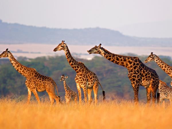 Luxury Tanzania safari and Zanzibar beach holiday