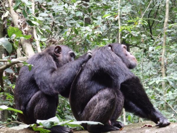 Rwanda primate holiday, 6 days