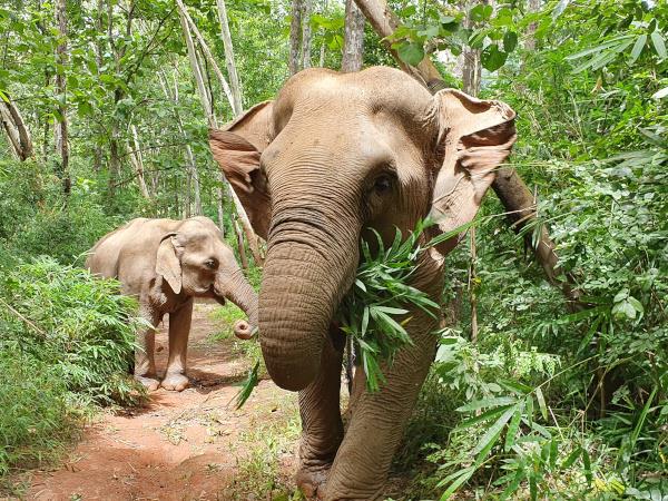 Thailand tailor made holiday, elephants, jungle & beach