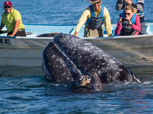 Mexico whale watching adventure holiday, tailor made