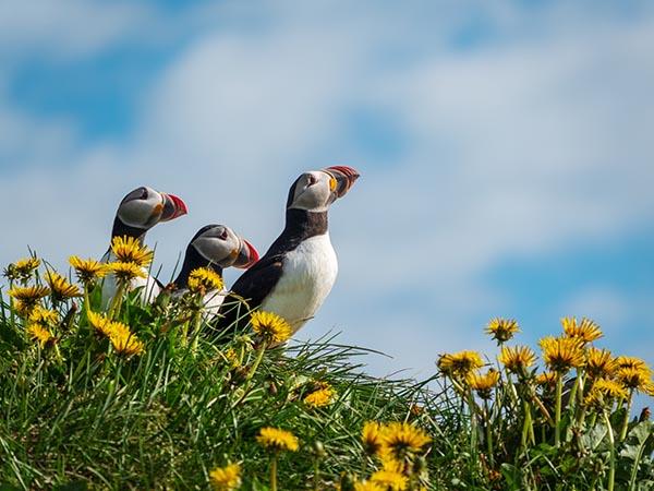 Iceland circumnavigation cruise