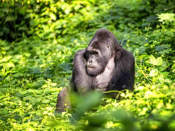 Western Uganda wildlife tour