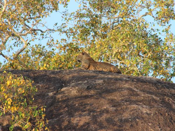 Wildlife holiday in Sri Lanka, private departure